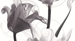 Dec Pulsar Panno B КПН16PulsarB 25х45