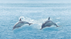 Dec Ocean Декор КВС16Ocean 25х45