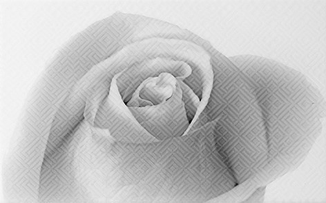 Камелия Декор черный 01 25x40