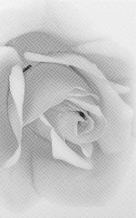 Камелия Декор черный 02  25x40