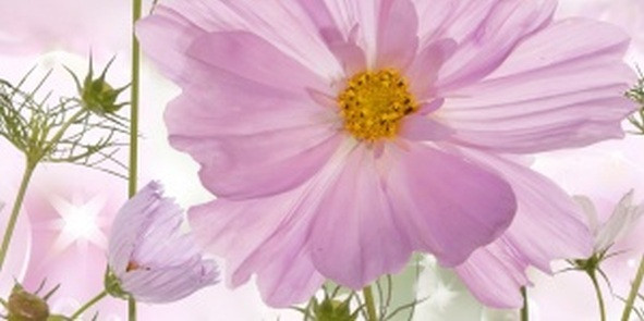 Утро Декор 10-05-85-168-2 25х50 (панно 2ч)