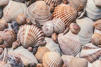 Seashore Декор D1D173 20х30