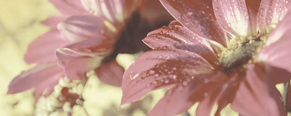 Сиерра 3С Декор Цветы тип 1 20х50