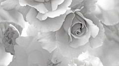 Dec Baccara Panno A КПН16BaccaraA 25х45