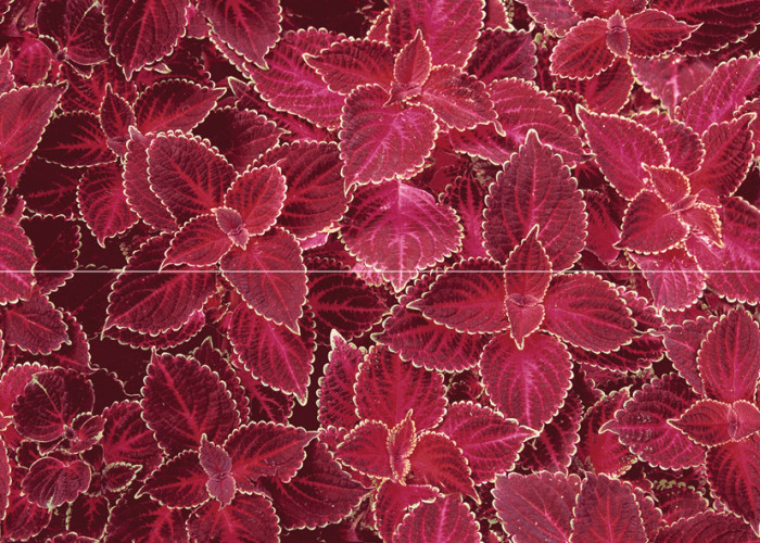 Alegre Blood Панно(из 2-х плиток) 50х70