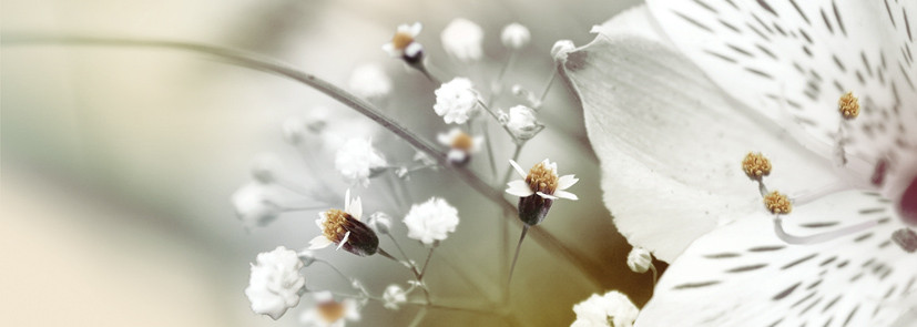 Dec Calido Dance B Декор 25х70