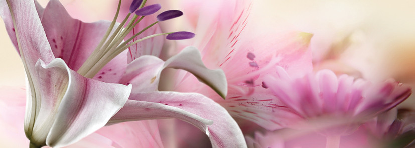 Dec Calido Dance C Декор 25х70