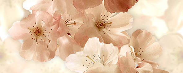 Dec Manzano Panno A 20х50