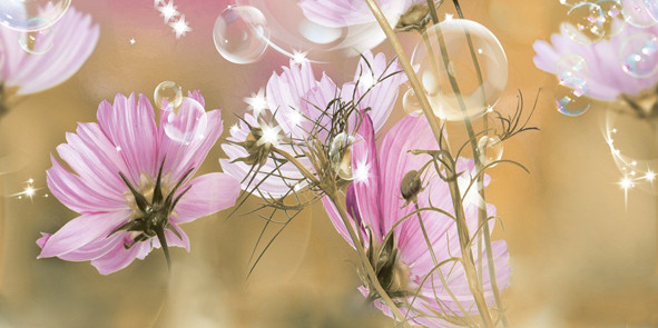 Космея Декор 10-04-85-165-2 25х50 (панно 2ч)