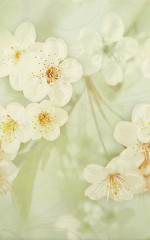 Сакура Декор зеленый 01 25х40