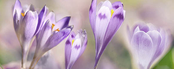 Dec Lola 2 Декор 20х50