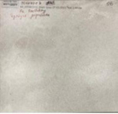 NR117 Керамогранит Elgon Light grey 60*60