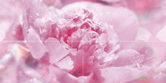 Peony Панно P4D281 80х40 (из 4 плиток)